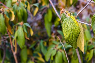 Yeşil renk makroyu terk eder ve güneş ışığı sırasında yakın plan, doğa arka plan, doğadaki güzellik