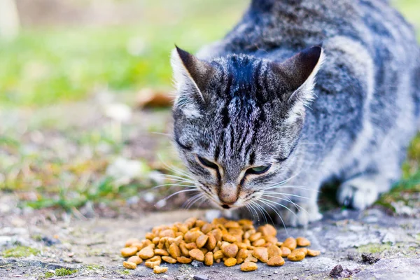 Cat with cat food, eating process