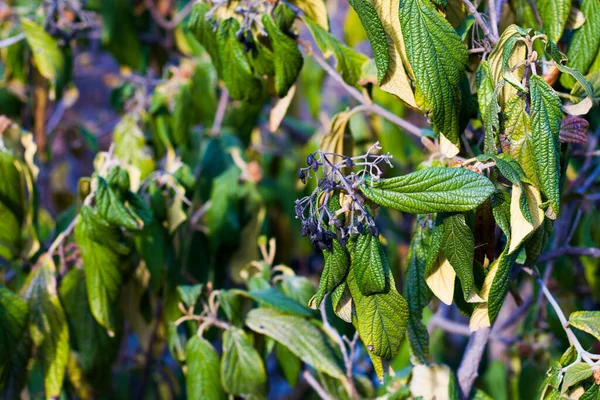 Grüne Farbe Verlassen Makro Und Nahaufnahme Bei Sonneneinstrahlung Natur Hintergrund — Stockfoto