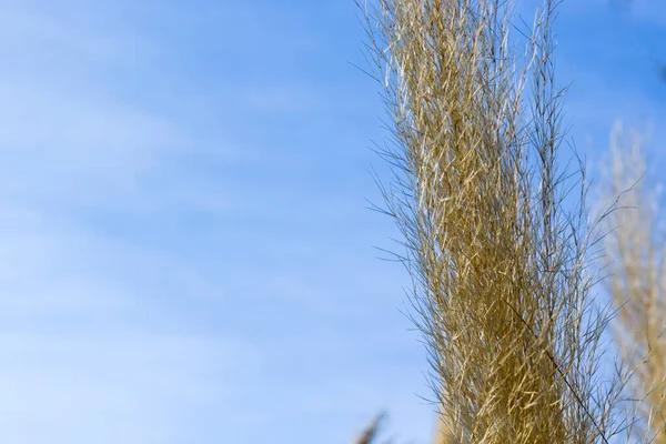 Fundo Planta Grande Planta Branca Livre Luz Solar Céu Azul — Fotografia de Stock