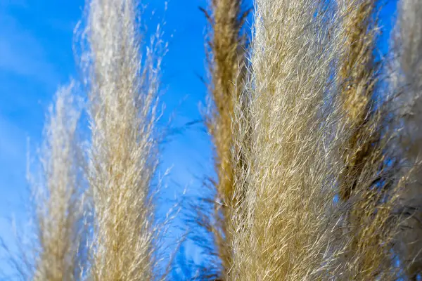 Fundo Planta Grande Planta Branca Livre Luz Solar Céu Azul — Fotografia de Stock