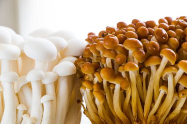 Altın sarısı ve beyaz Asya mantarı, sebze arkaplan, mantar