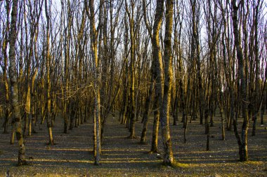 Orman manzarası ve manzara, Georgia 'daki büyülü ağaçlar.