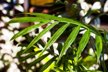 Kapalı palmiye ağacı, Krisalidokarpus Lutescens Areca bitkileri, ev dekorasyonu hava tesisleri.