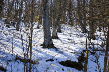 Gürcistan 'da kış ormanı manzarası ve kar ve güneş ışığı