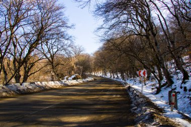 Gürcistan 'da kış ormanı manzarası ve kar ve güneş ışığı