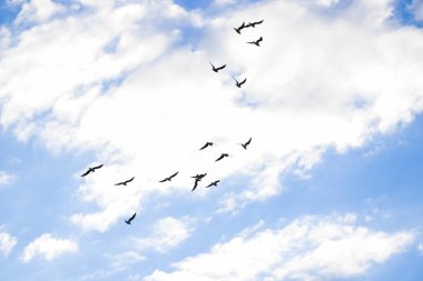 Gökyüzünde uçan kuş arka planda, bulutlu gökyüzü ve mavi renk