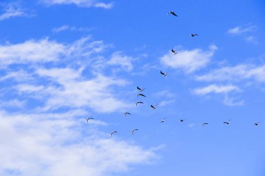 Gökyüzünde uçan kuş arka planda, bulutlu gökyüzü ve mavi renk