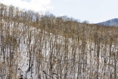 Gürcistan 'da kış ormanı manzarası ve kar ve güneş ışığı