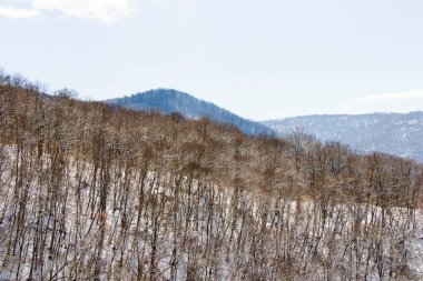 Gürcistan 'da kış ormanı manzarası ve kar ve güneş ışığı