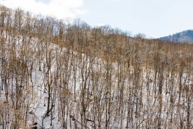 Gürcistan 'da kış ormanı manzarası ve kar ve güneş ışığı