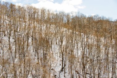 Gürcistan 'da kış ormanı manzarası ve kar ve güneş ışığı