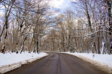 Sabaduri Ormanı karayolu güneş ışığı, kış manzarası, Georgia 'da kar ve ağaçlar