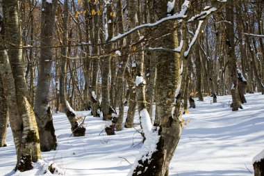 Sabaduri Ormanı güneş ışığı, kış manzarası, Gürcistan 'da kar ve ağaçlar