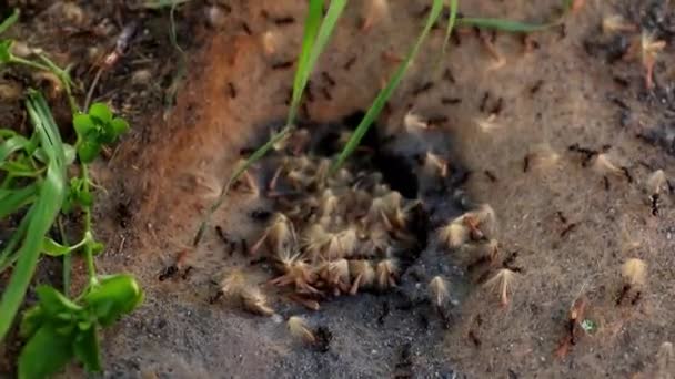 Arbeitende Ameisen Urbane Insekten — Stockvideo
