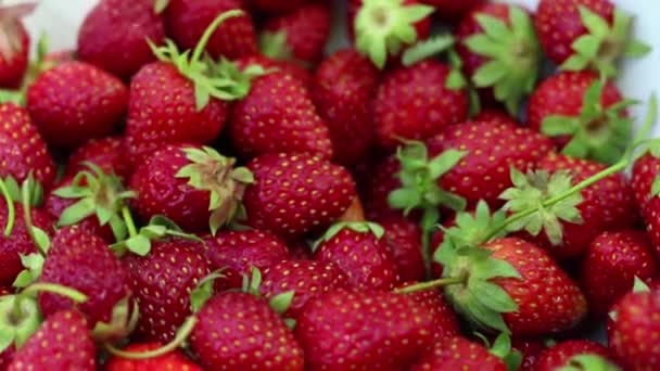 Strawberry Raw Real Strawberry Moving — Stock Video