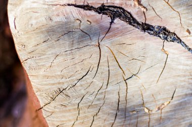 Ahşap arka plan, ağaç desenini kes. Kesik ve kuru ağaç dokusu. Ağaç çağı halkaları. Ahşap arka planda çatlaklar.