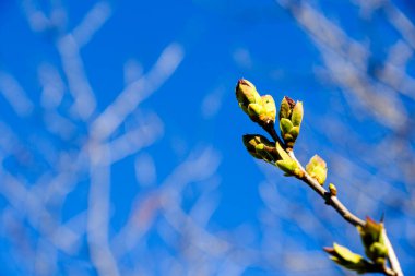 Badem ağacı dalı çiçeği, bahar ağacı manzarası, güzel doğa.