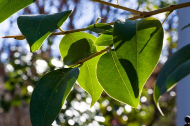 Yeşil renk makroyu terk eder ve güneş ışığı sırasında yakın plan, doğa arka plan, doğadaki güzellik
