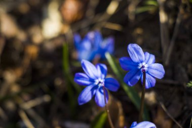 Kar çiçeğinin zaferi, Chinodoxa Lucille, mavi çiçek açan makro ve bahar zamanı yakın plan, orman