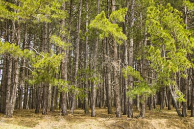 Çam ormanı, vahşi manzara ve manzara, Gürcistan 'da ağaçlar görünüyor.