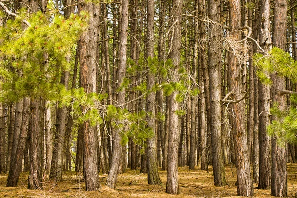 Floresta Pinheiro Paisagem Selvagem Vista Vista Árvores Geórgia — Fotografia de Stock