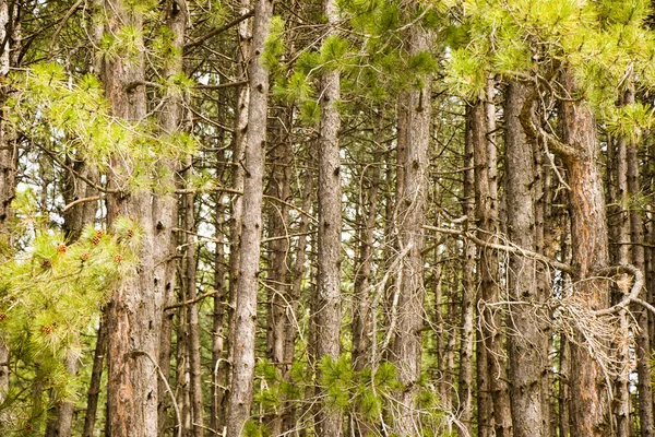 Floresta Pinheiro Paisagem Selvagem Vista Vista Árvores Geórgia — Fotografia de Stock