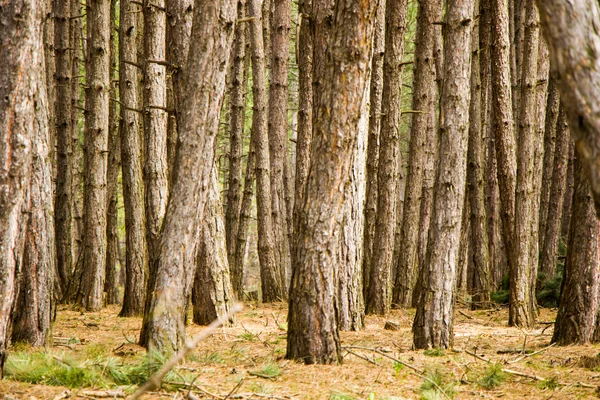 Floresta Pinheiro Paisagem Selvagem Vista Vista Árvores Geórgia — Fotografia de Stock