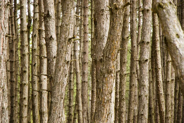 Сосновый Лес Дикий Пейзаж Вид Вид Деревья Грузии — стоковое фото