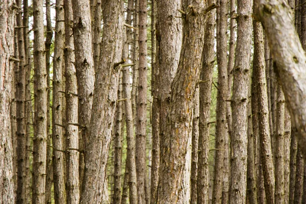 Dennenbos Wild Landschap Uitzicht Uitzicht Bomen Georgië — Stockfoto