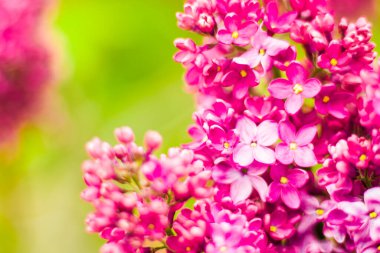 Leylak bahçesi, renkli leylak çiçeği ve çiçek, ilkbahar çiçeği, Tiflis botanik bahçesi.