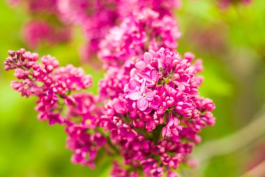 Leylak bahçesi, renkli leylak çiçeği ve çiçek, ilkbahar çiçeği, Tiflis botanik bahçesi.