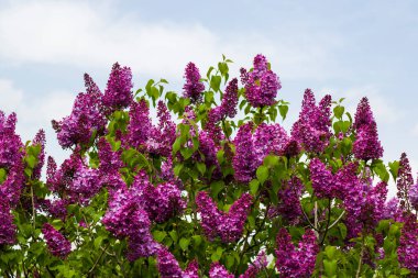 Leylak bahçesi, renkli leylak çiçeği ve çiçek, ilkbahar çiçeği, Tiflis botanik bahçesi.