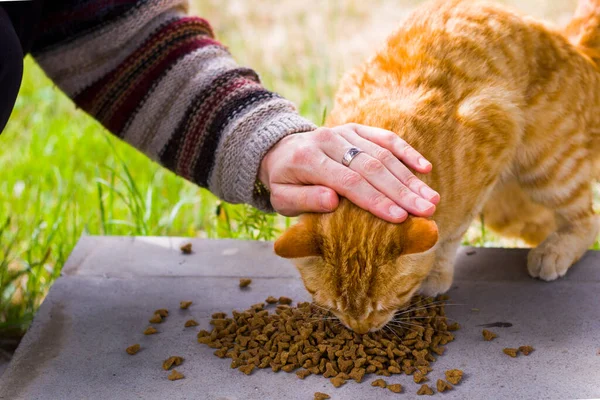 Cat with cat food, eating process, ginger cat