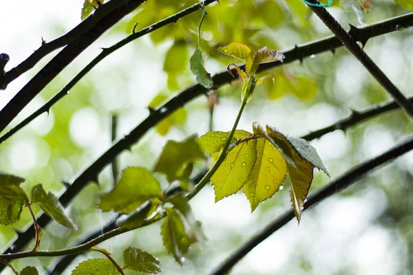 玫瑰叶子在雨中 雨滴在叶子上 — 图库照片
