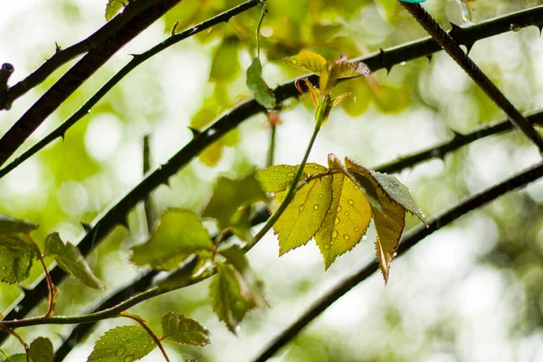 Rosenblätter Bei Regen Regentropfen Auf Den Blättern Nahaufnahme — Stockfoto