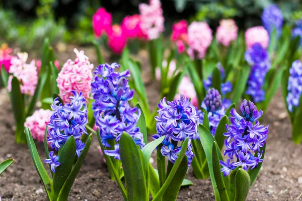 Spring Flower Blue Purple Hyacinth Close — Stock Photo, Image