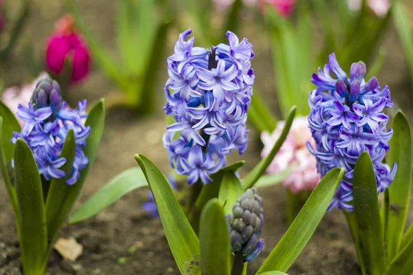 Spring Flower Blue Purple Hyacinth Close — Stock Photo, Image