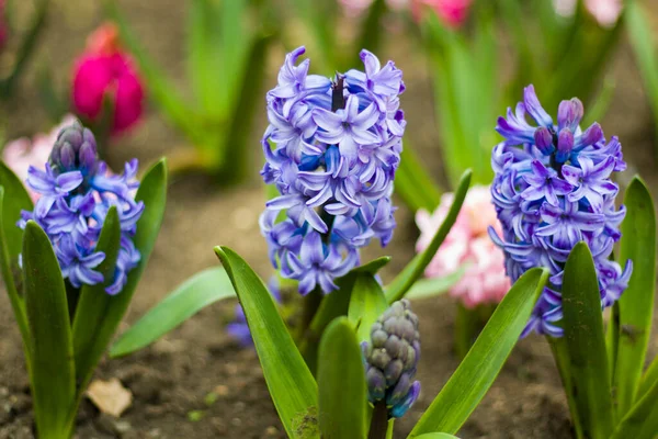 Bahar çiçeği, mavi ve mor sümbül yakın plan.