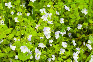Yaban çiçeği tarlası ve çimen arka planı, yeşil ve mavi