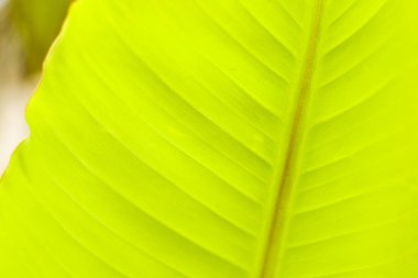 Muz ağacı arka plan, yeşil doğa arka plan