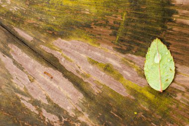 Yeşil izinde su damlası, ağaçta yeşil izin, doğa arka planı.