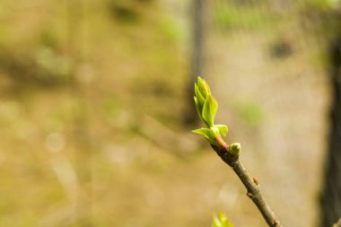 Ağaç tomurcukları yakın plan ve makro, doğa arkaplan