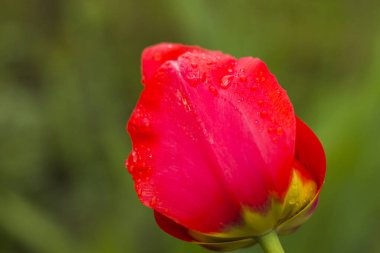 Kırmızı lale başı yakın plan ve makro, bahar çiçeği.