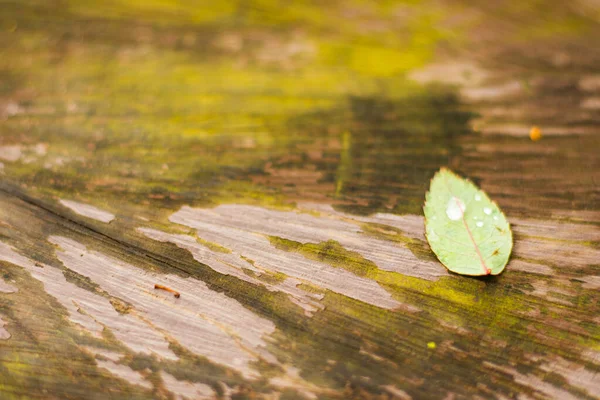 Gota Água Licença Verde Licença Verde Madeira Fundo Natureza — Fotografia de Stock