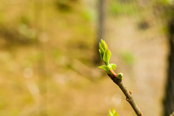 Boccioli Albero Primo Piano Macro Sfondo Naturale — Foto Stock