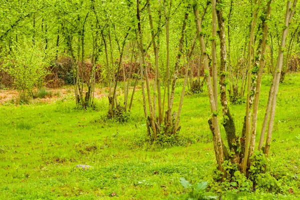 Fındık Ağaçlarının Ekili Arazisi Manzarası Büyük Bir Ağaç Grubu Tarım — Stok fotoğraf