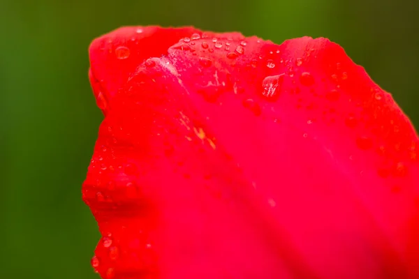 Red Tulip Head Close Macro Spring Flower — Stock Photo, Image