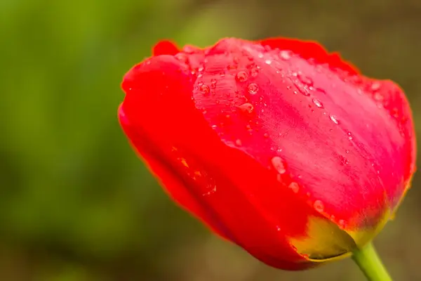 Red Tulip Head Close Macro Spring Flower — Stock Photo, Image