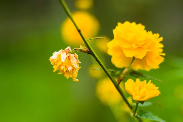 Cabezas Flores Amarillas Doradas Primer Plano Caléndulas Color Amarillo — Foto de Stock